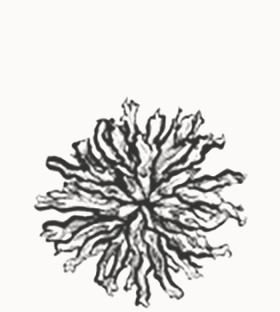 illustration of bergsmot