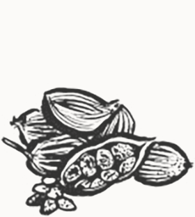 illustration of cardamon pods