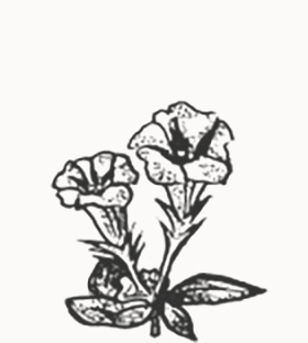 illustration of gentian flower