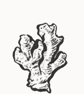 illustration of ginger root