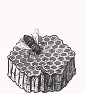 illustration of honeycomb and bee